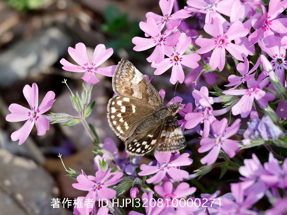 小諸日記終了のお知らせとお願い