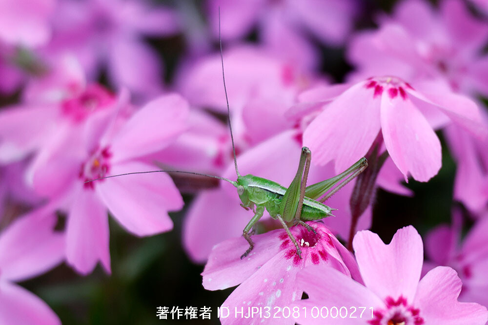 キリギリスの幼虫