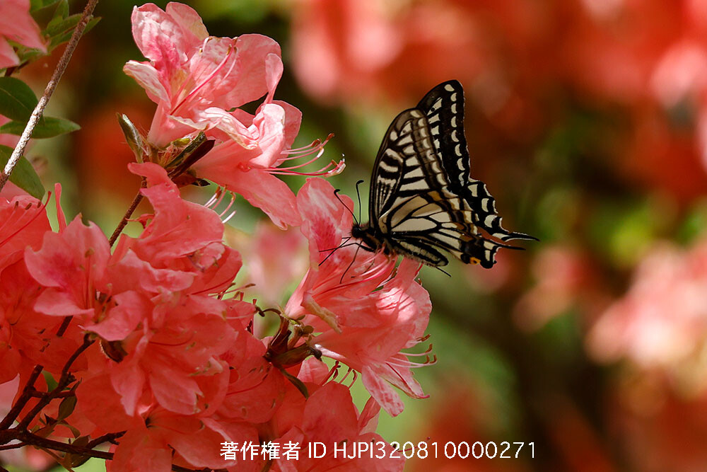 ツツジにナミアゲハ