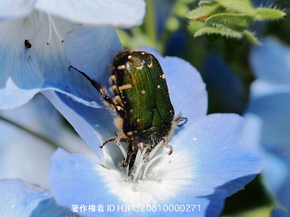 コアオハナムグリ
