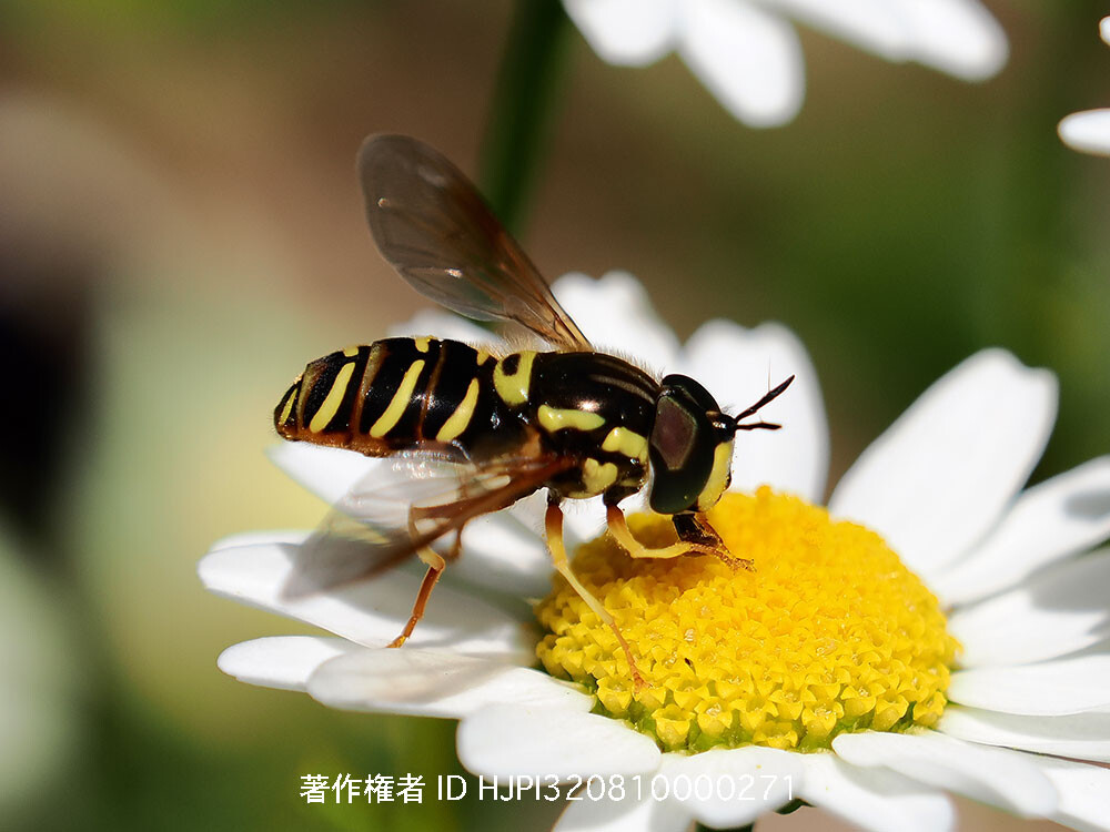 ヒゲナガハナアブ