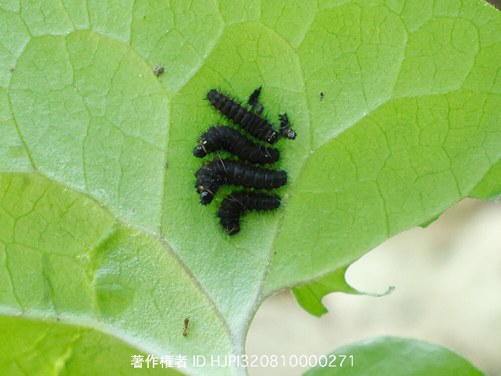 ヒメギフチョウの幼虫